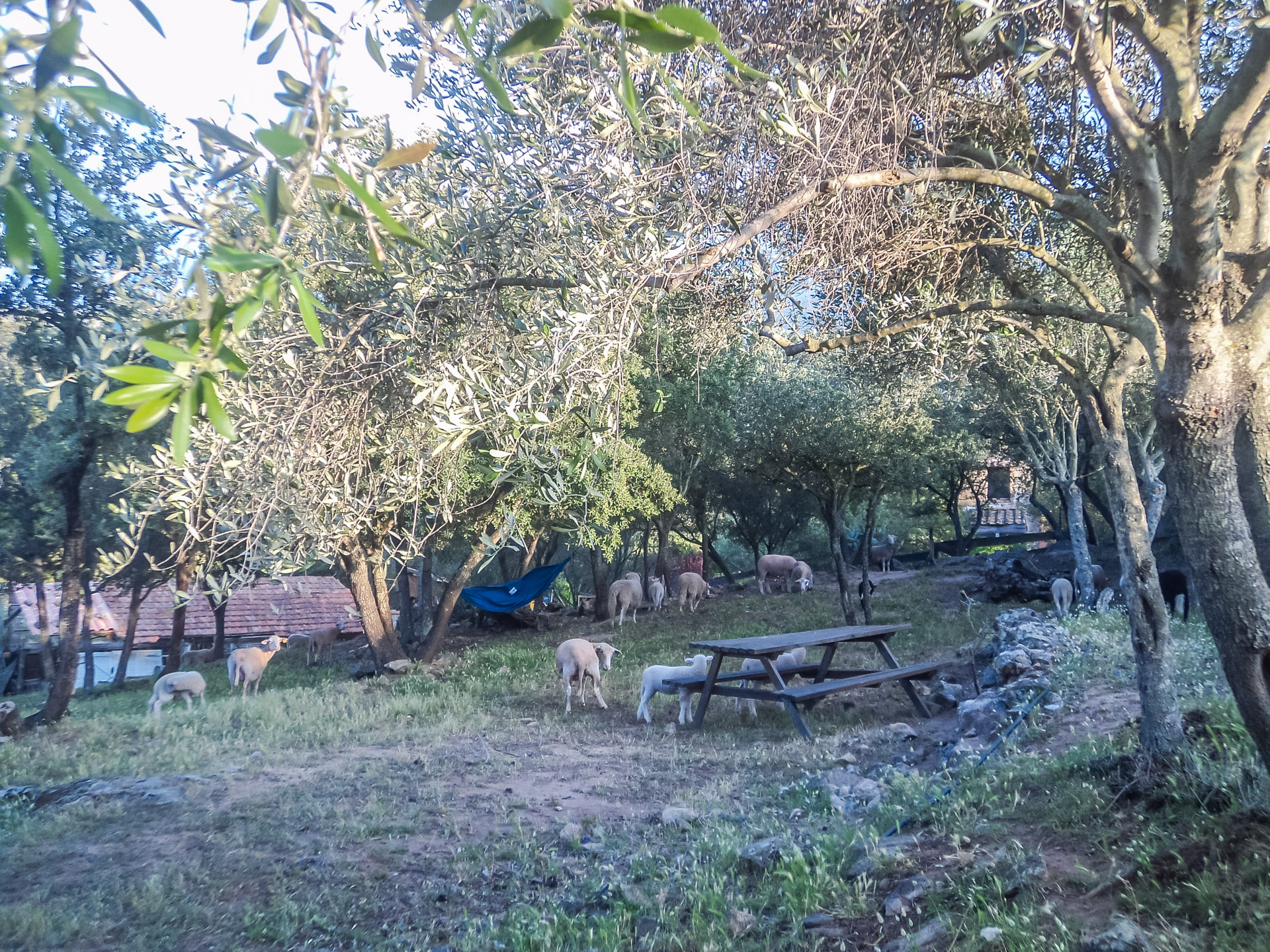Camping Pietra Machja Chez Rose